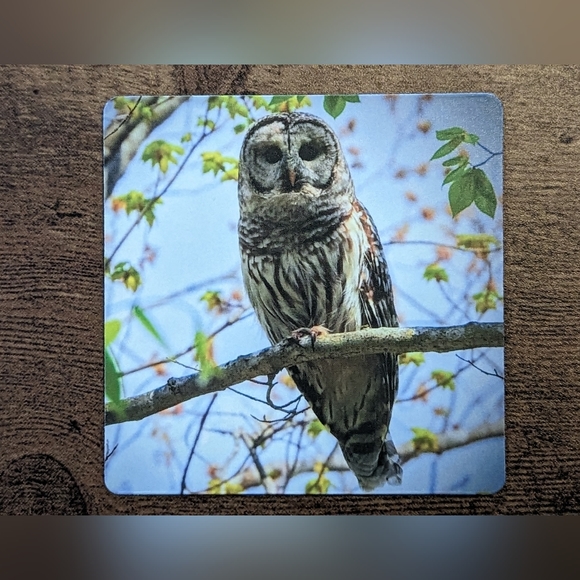 Barred Owl Magnet - Picture 3 of 4